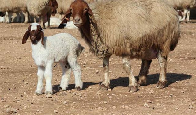 Koyun, keçi fiyatları kaç lira oldu? TİGEM 2022 yılı koyun keçi fiyatları belli oldu! İşte fiyatlar… 