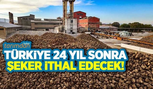 Türkiye 24 yıl sonra şeker ithalatı yapacak! Peki şeker fiyatları düşecek mi?
