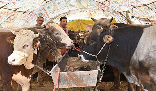 A101 2022 kurbanlık fiyatları belli oldu! Kurbanlık fiyatı kaç lira? İşte marketler arası karşılaştırmalı kurbanlık fiyatları