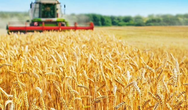 Buğday fiyatı çiftçinin yüzünü güldürecek mi? Buğday hasadı yapılamazsa dünyayı daha kötü bir senaryo bekliyor!