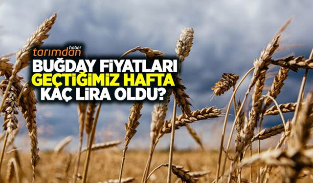 Buğday fiyatları geçtiğimiz hafta kaç lira oldu? Arpa, mısır, yulaf fiyatları ne kadar oldu? 20 Haziran hububat fiyatları…