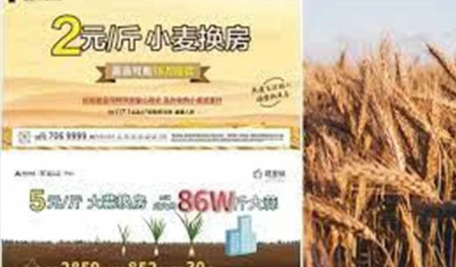 Buğday karşılığı konut kampanyası!