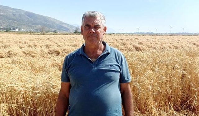 Buğdayda sevindiren haber! Söke Ovası’nda adeta verim patlaması yaşanıyor!