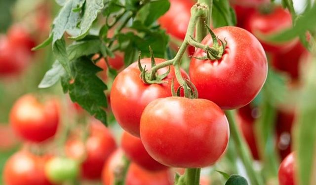 Domates yetiştirme koşulları nelerdir? Evde, bahçede, tarlada domates yetiştirmenin püf noktaları!