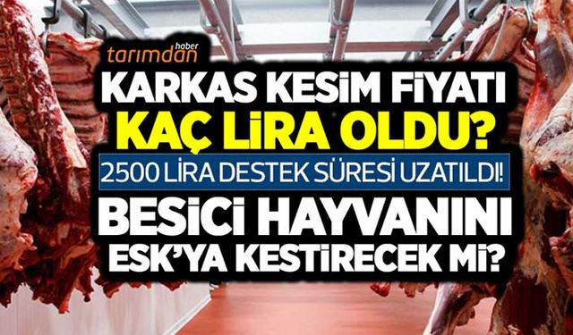 Karkas kesim fiyatı kaç lira oldu? 2500 lira destek süresi uzatıldı! Besici hayvanını ESK’ya kestirecek mi?