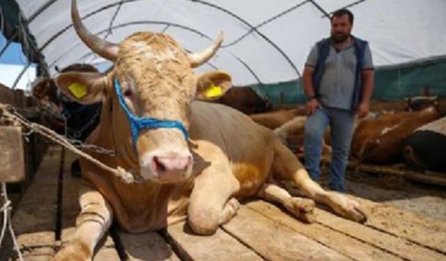 Kurbanlık fiyatları 2022 belli oldu! Vekaletle kurban fiyatları yüzde 100 arttı! 