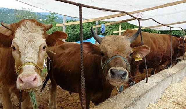 Kurbanlık fiyatları 2022: Büyükbaş, küçükbaş, canlı ağırlık ve hisseli güncel kurbanlık fiyatları! 