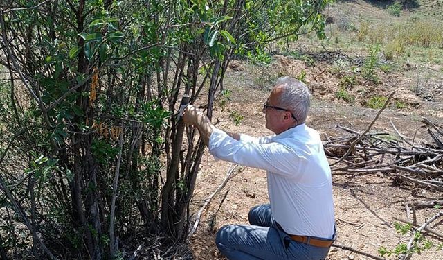Olmaz dedikleri Antep Fıstığı Eskişehir'de yaygınlaşıyor!