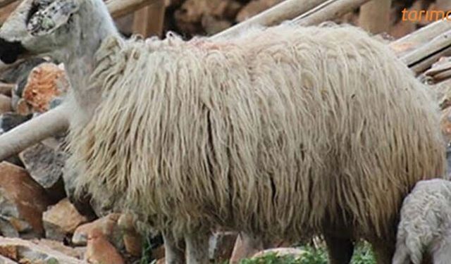 Şavak koyun ırkı nereye ait?