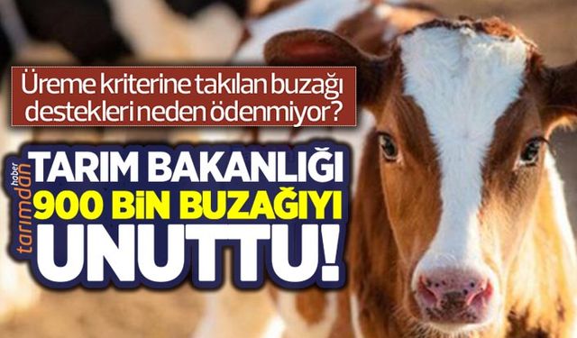 Tarım Bakanlığı 900 bin buzağıyı unuttu! Buzağı destekleri ödenmiyor yetiştiricinin alacağı destek pul oldu!