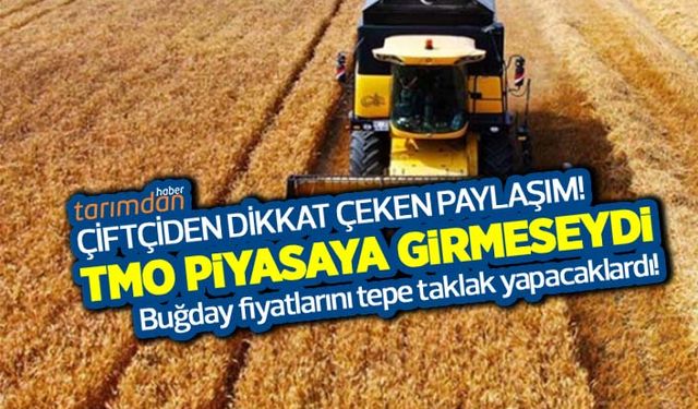 TMO 2022 buğday alım fiyatları açıklandı! Çiftçi TMO'nun buğday alım fiyatını nasıl değerlendirdi?