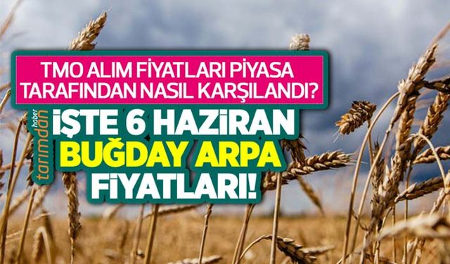 TMO buğday alım fiyatı açıklandı buğday fiyatları kaç lira oldu? İşte 6 Haziran buğday fiyatları! 