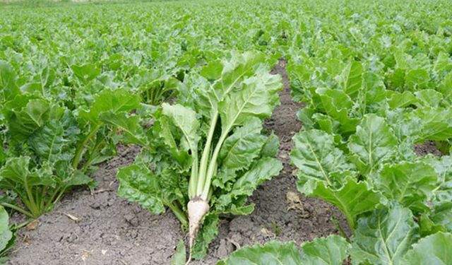 TÜRKŞEKER'den pancar avansı ödemesi açıklaması! 2022 pancar parası yatırıldı mı?