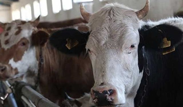 Zincir marketlerde 2022 kurbanlık fiyatları ne kadar oldu? A101, BİM, Migros ve CarrefourSA 2022 kurbanlık fiyatları