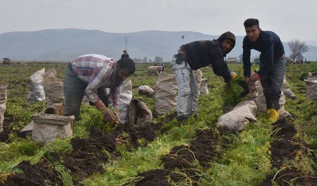 Bir tarafta bombalar diğer tarafta hasat