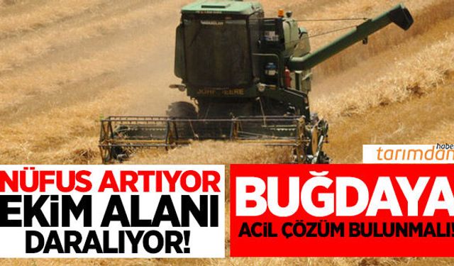 Buğdaya acilen çözüm bulunmalı!