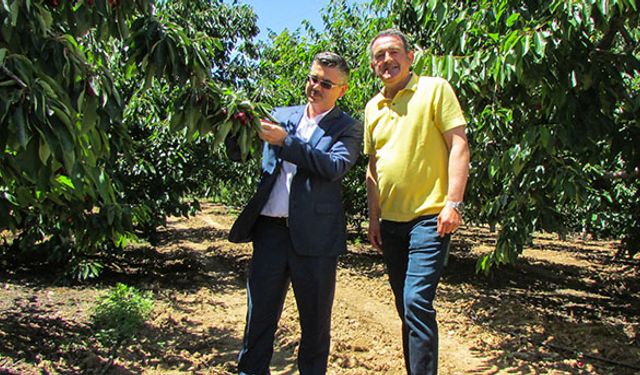 Mihalıççık kirazında ihracat hedefi 20 bin ton!