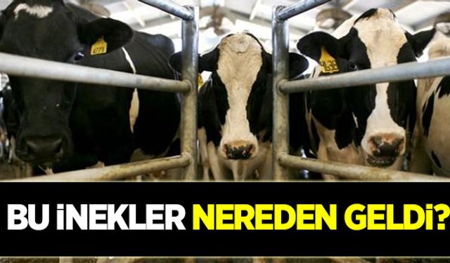 Bu inekler nereden geldi?