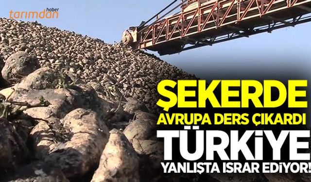 Şekerde Avrupa ders çıkardı Türkiye yanlışta ısrar ediyor!