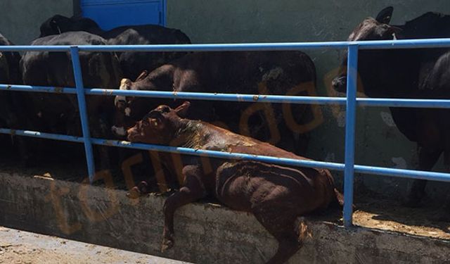 Brezilya’dan ithal edilen hayvanlar böyle zulüm görmedi!