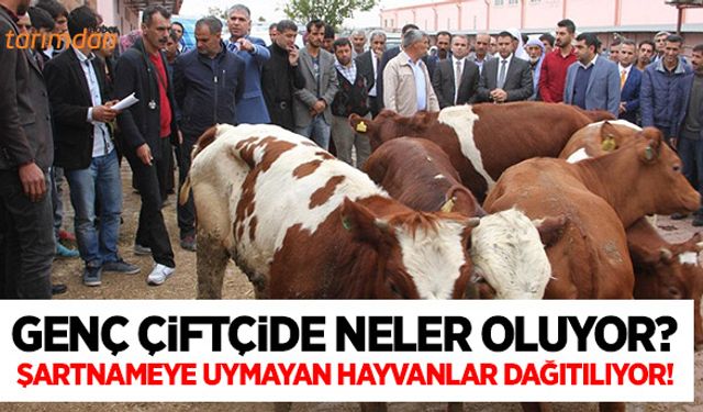 Genç çiftçiye şartnameye uymayan hayvanlar dağıtılıyor!