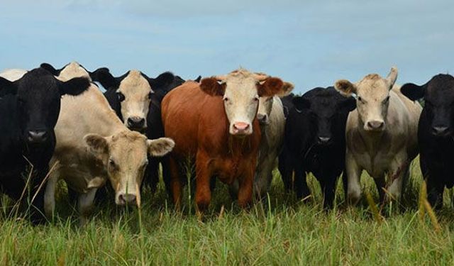 Şap yeniden hortladı