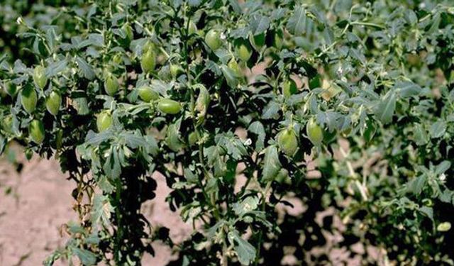 Nadas alanları nohut üretimiyle değerlendiriliyor!