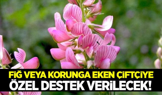 Fiğ veya korunga eken çiftçiye hibe desteği verilecek!