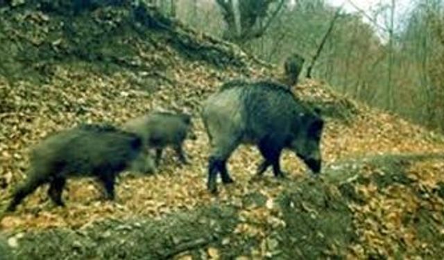 Aydın’da yaban domuzu ile mücadele başlayacak