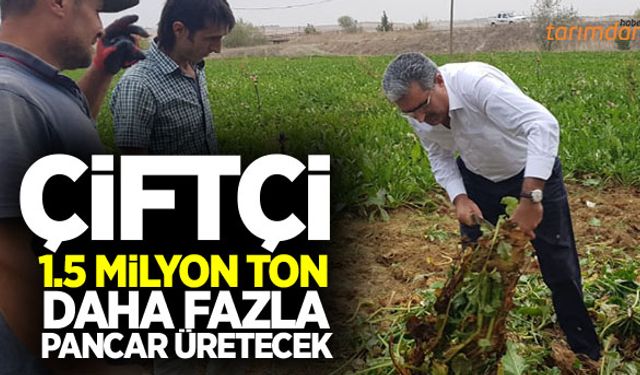 Kotalar düştü çiftçi daha fazla pancar üretecek