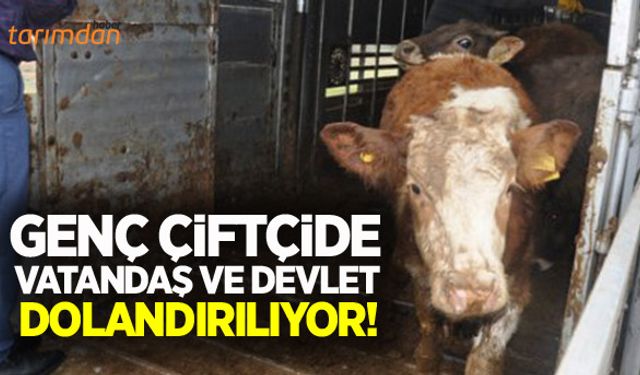 Genç çiftçide devlet dolandırılıyor!