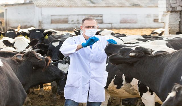 Buzağı ölümlerine karşı E-Coli aşısı alındı!