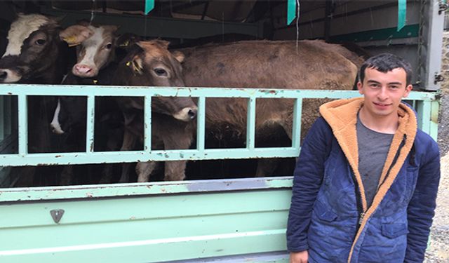 Giresunlu gençler damızlık hayvanlarına kavuştu