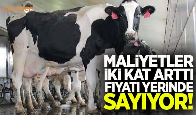 Sütte maliyetler iki kat arttı fiyatı yerinde sayıyor