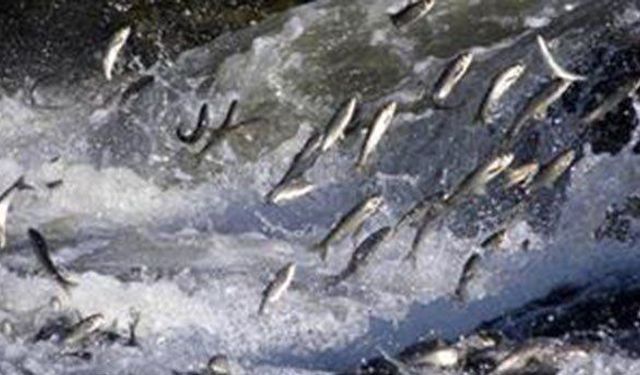 İl Müdürü açıkladı: İç sularda av yasağı başlıyor!