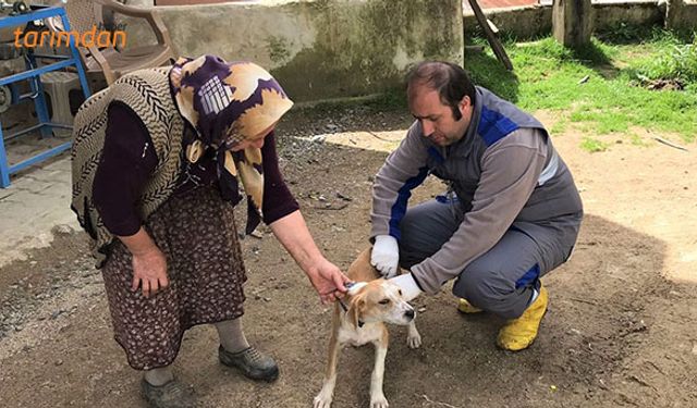 Sahipli sahipsiz bütün hayvanlara kuduz aşısı yapılacak