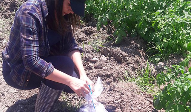 Bolu’da yemeklik patateste saha kontrol çalışması