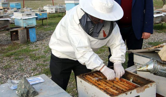 Hastalığa karşı arıları ilaçladılar