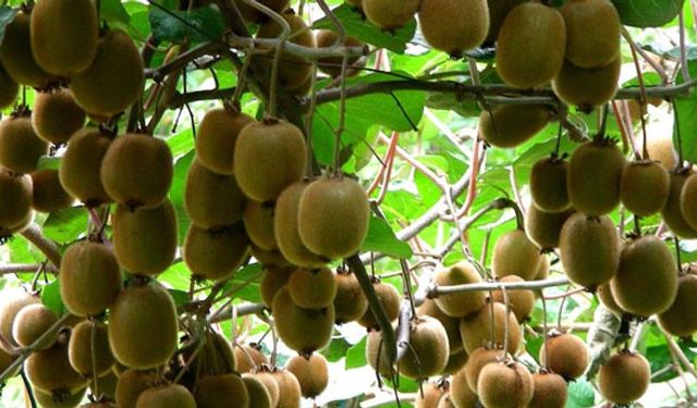 Ordu kivide rekor kırdı