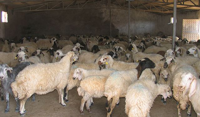 Diyarbakır’da hayvan varlıkları güncellendi