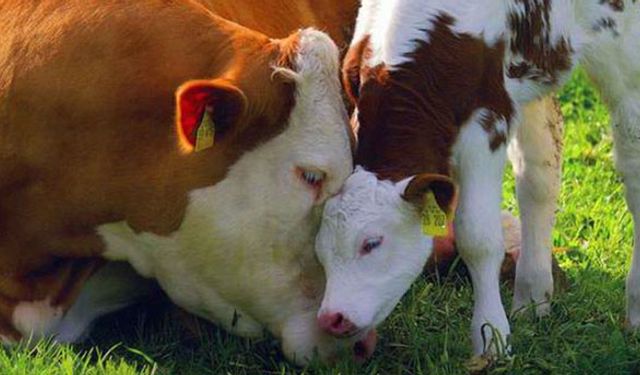 Buzağı ölümlerini engellemek için çalışma başlatıldı