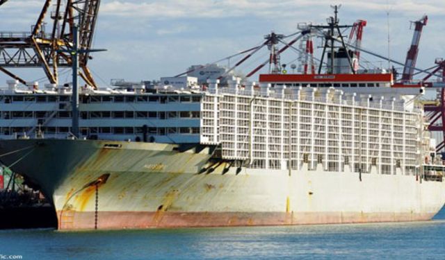 ESK 73 bin küçükbaş ithal etti