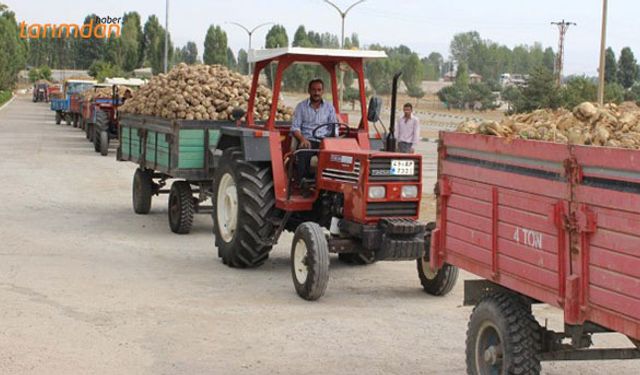 Şeker pancarı üretimi ve şeker sanayi neden önemli?