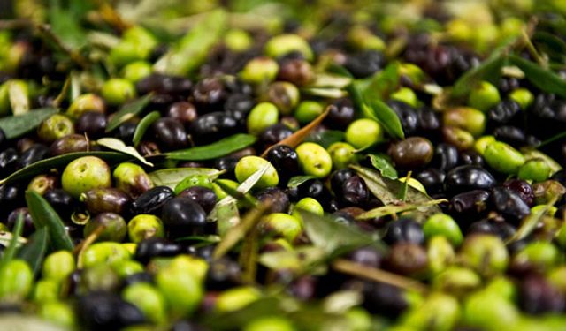 Bilinçli hasatla daha fazla ürün elde ettiler