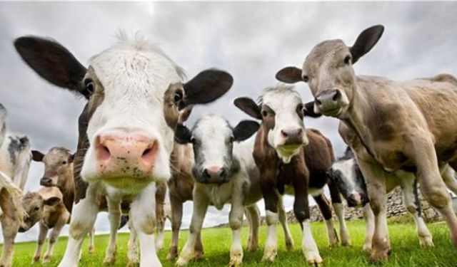 E-Reçeteden sonra ilaç takip sistemi geliyor