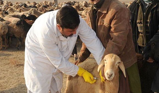 15 bin küçükbaş aşılanacak