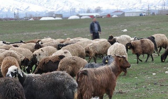 İthal ettiğimiz çobanlar işbaşı yaptı!