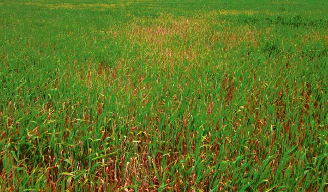 Kuraklık ekinleri sararttı!