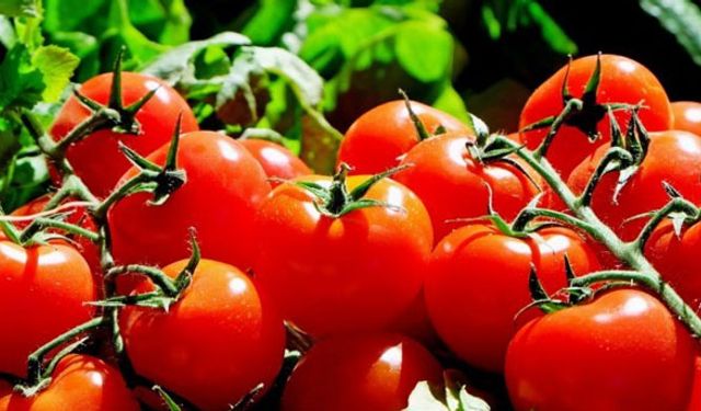 Rusya 5 şirkete daha onay verecek