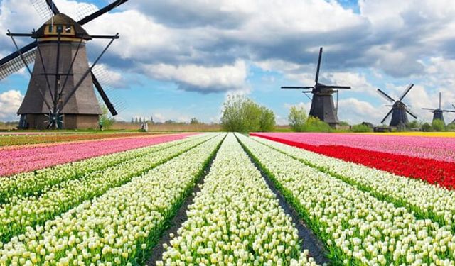 Hollanda’nın başarı hikayesi; Tarım